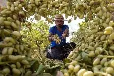 خراب‌شدن ۴۰ هزار تن پسته به دنبال قطعی برق!